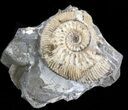 Wide Kosmoceras Ammonite - England #42637-1